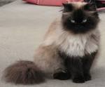 Himalayan Cat Breed Information, Pictures, Characteristics ...