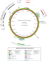 Image result for Rhizobium radiobacter, syn. Agrobacterium tumefaciens