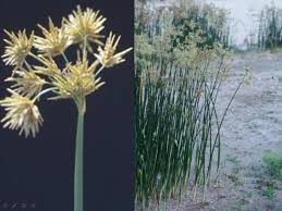 Image result for Cyperus articulatus
