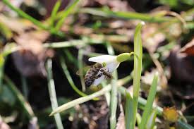 Image result for ghiocel