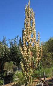 Image result for Rumex