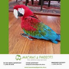 Pin By Macawsandparrots On Macaws And Parrots Parrot Macaw Bird
