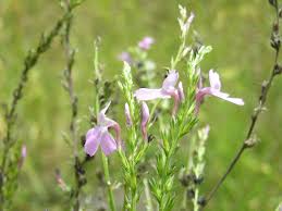 Image result for Striga chrysantha