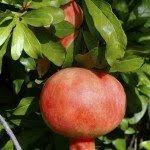 Maybe you would like to learn more about one of these? Pomegranate Growing Caring For Pomegranate Plants In Containers