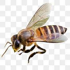 Flying Honey Bee Bee Honey Isolated Png Transparent Clipart Image And Psd File For Free Download Bee Clipart Cartoon Clip Art Bee