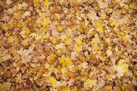 Tons of awesome fall leaves background to download for free. Hd Wallpaper Autumn Leaves Background Fall Leaf Season Nature Colorful Wallpaper Flare