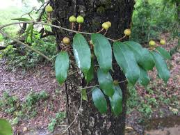 Image result for Cleistanthus