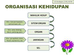 Soal essay sistem peredaran darah kelas xi dan pembahasannya. 20 Soal Dan Jawaban Sistem Organisasi Kehidupan Kelas 7 Kurikulum 2013 Materi Kimia