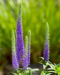 Float flowers in clear bowls for an elegant centerpiece. Veronica Speedwell How To Plant Grow And Care For Veronica Plants The Old Farmer S Almanac