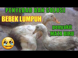 Penyebab Bebek Entok Lumpuh Dan Cara Mengobati Penyakit Mata Biru Penyakit Nd Youtube Di 2020 Mata Biru Penyakit Biru