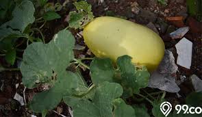 We did not find results for: Cara Menanam Timun Suri Buah Favorit Untuk Berbuka Puasa