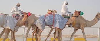 B camel ridinq in morocco see all of southern morocco on a camell take your time and enjoy a relaxing journey from marrakech with historic sites across the desert to the dades gorge. Camel Riding Qatar Stroll Through The Arabian Deserts In A Fun Way