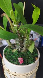 Image result for Nephrangis filiformis