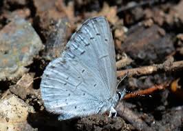 Image result for Celastrina argiolus