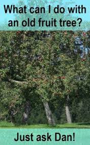 Another important purpose of rejuvenating pruning is to produce scion wood. Fruit Tree Growing Suffolk Fruit And Trees The Fruit Tree Specialists