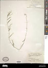 Image result for Petalidium englerianum