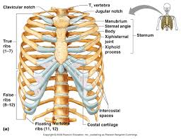 The liver is a large, meaty organ that sits the spleen sits under your rib cage in the upper left part of your abdomen toward your back. Rib Cage Labeled Which Organ Sits In The V Part Of The Ribs Centaur The Rib Cage Protects The Organs In The Thoracic Cavity Assists In Respiration And