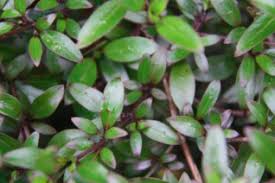 Image result for Rubiaceae