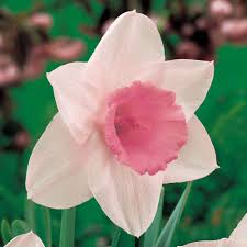 Daffodil Pink Pride Narcissus Spring Flowers Daffodils Rare Flowers