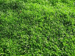 Sagine Subulee Sagina Subulata Gazon Gazon Artificiel Et Herbe
