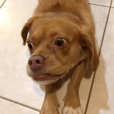 I Can Put It In A Bun Peagle Pekingese Beagle Puppy Dog Tiktok Designerdog Cute Bun Hazeleyes Pekingese Dog Design Puppies