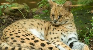 The evolutionary history of the serval indicates that it has eaten a purely carnivorous diet throughout its entire history. 10 Ø£Ù†ÙˆØ§Ø¹ Ù…Ù† Ø§Ù„Ù‚Ø·Ø· Ø§Ù„ØµØºÙŠØ±Ø© Ø§Ù„ØºØ±ÙŠØ¨Ø© ÙˆØ§Ù„Ø¨Ø±ÙŠØ© Ù„Ù„ØªØ±Ø¨ÙŠØ© ÙÙŠ Ø§Ù„Ù…Ù†Ø²Ù„