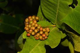 Image result for Ixora phellopus