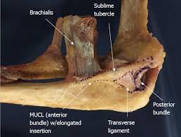 The important ligaments of the elbow are the medial collateral ligament (on the inside of the elbow) and the lateral collateral ligament (on the outside of the elbow.) together these ligaments provide the main source of stability for the elbow, holding the humerus and the ulna tightly together. Understanding The Medial Ulnar Collateral Ligament Of The Elbow Review Of Native Ligament Anatomy And Function