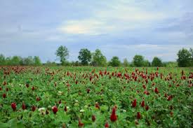 When you purchase 20 pounds or more of any 5 lb or 25 lb size products. Food Plots Should You Plant Annuals Or Grand View Outdoors