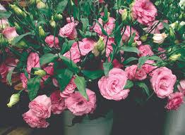 Image result for eustoma Balboa