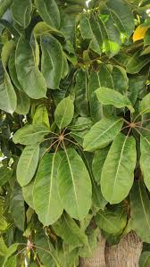 Image result for Heptapleurum actinophyllum