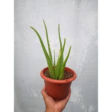 Pokok aloe vera mempunyai khasiat yg terrsendiri. Buy Aloevera Pokok Lidah Buaya Pokok Herba Dalam Pasu Seetracker Malaysia