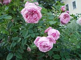 Spirit Of Freedom Rose Photo Rose Rose Photos Love Rose
