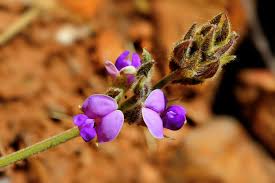 Image result for Neorautanenia