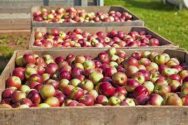 Le Fruit Picking En Australie Taches Remuneration Regions Page 5 Sur 11 Pvtistes Net
