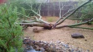 Arizona storm photos: July 18-19, 2016