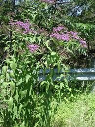 Image result for Vernonia turbinella