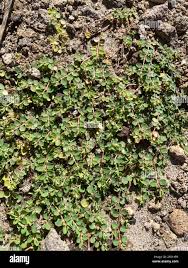 Image result for Euphorbia serpens