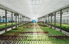 Commercial Aquaponics System Feasibility Study