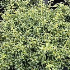 Soft Touch Japanese Holly