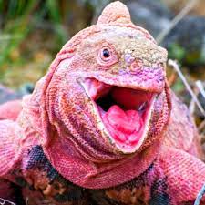 The Galapagos Pink Land Iguana Iguana Galapagos Nature Secret