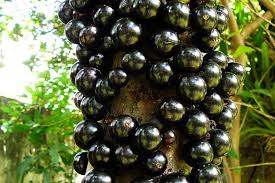 Check spelling or type a new query. 5 Of The Weirdest Trees On Earth The Environmentor