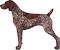Rare German Shorthaired Pointer Colors