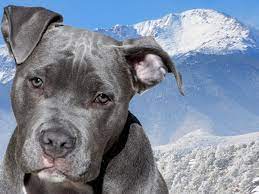 However, a blue nose pit bull often suffers from various health issues due to this genetic change which can cause their genes to malfunction. What Are Blue Nose Pit Bulls Dog Discoveries