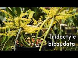 Image result for Tridactyle bicaudata