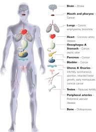 The grouping of different organs results in the formation of organ system. Body Organ And Diseases Diagram Www Anatomynote Com Body Organs Human Body Organs Human Body Anatomy