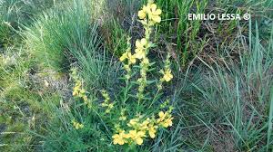 Image result for Heimia salicifolia