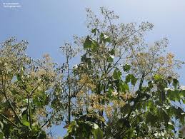 Image result for Sterculia appendiculata