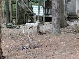 431 clouds cove rd se, huntsville, al 35803, usa. Harmony Park Safari Nashville Fun For Families