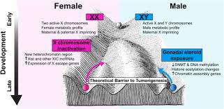 Who should have a pap test? Sex Differences In Cancer Mechanisms Biology Of Sex Differences Full Text